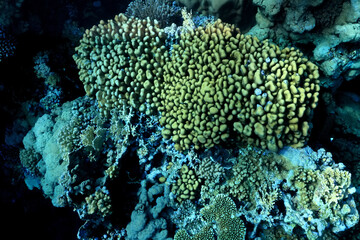 texture coral underwater reef background sea