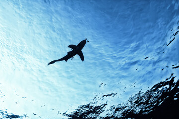 shark view from the depth silhouette, shadow, underwater photo, fear predator phobia