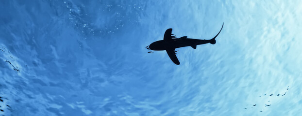 Fototapeta shark view from the depth silhouette, shadow, underwater photo, fear predator phobia obraz