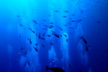 Fototapeta premium flock of fish diving bubbles blue background abstract nature