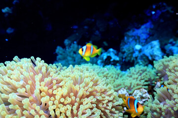 Naklejka na ściany i meble small fish on a coral reef underwater wildlife