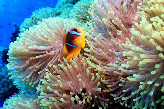 clown fish red sea, underwater reef anemone