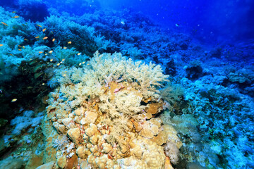 panorama coral reef underwater landscape seascape