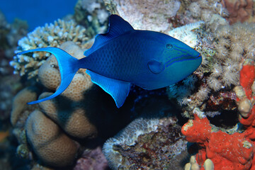 Naklejka na ściany i meble tropical fish on a coral reef underwater wildlife