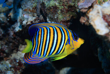 Naklejka na ściany i meble tropical fish on a coral reef underwater wildlife