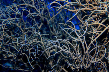 texture coral underwater reef background sea