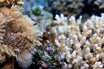 coral reef wallpaper background ocean tropical ecosystem underwater