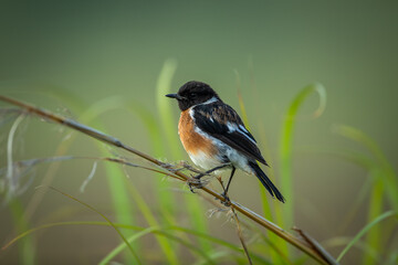 Fototapeta premium Stonechat on a branch