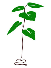 The illustrations and clipart. young plant isolated