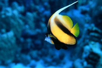 tropical fish on a coral reef underwater wildlife