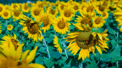Obraz premium Beautiful field sunflowers blooming background blue sky. landscape that sees flowers ahead and sees the sky. Healthy natural seeds and the environment.