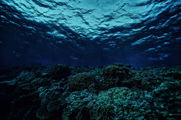 Fototapeta na wymiar panorama coral reef underwater landscape seascape