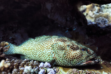 Fototapeta na wymiar grouper underwater photo, fish diving nature wildlife