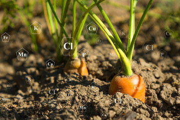 carrot plant life development. Soil with digital mineral nutrients icon. agriculture