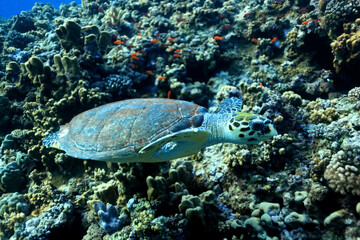 Fototapeta na wymiar big sea turtle underwater photo, fish clingers, symbiosis ecosystem
