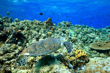 Naklejka premium big sea turtle underwater photo, fish clingers, symbiosis ecosystem