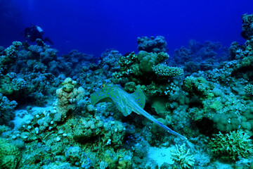 blue-spotted stingray underwater coral tropical fish