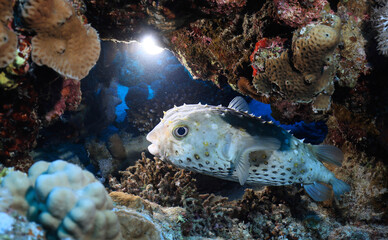 puffer fish underwater photo animals wildlife red sea egypt