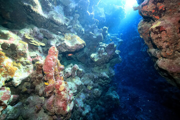 Naklejka na ściany i meble panorama coral reef underwater landscape seascape