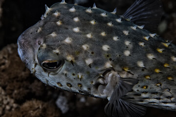 puffer fish underwater photo animals wildlife red sea egypt