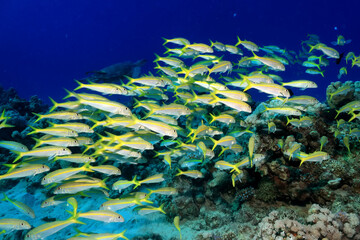Naklejka na ściany i meble flock of fish goatfish underwater background