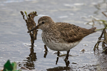 Baird's Sandpiper, at the water's edge, Tierra del Fuego, Argentina.
