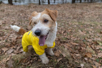Jack Russell Terrier in a yellow raincoat for a walk. The dog stands in the park against the backdrop of trees. Spring dirty rainy weather