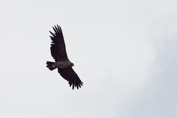 Andean Condor, juvenile in flight, Tierra del Fuego.