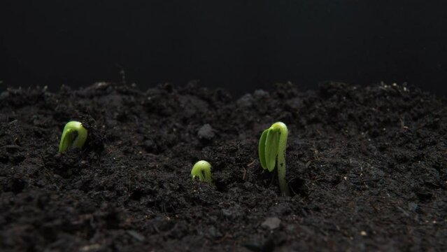 Plant growing timelapse, sprout germination close up macro on black background