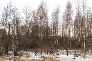 Landscape in early spring. Birches at sunset on the field