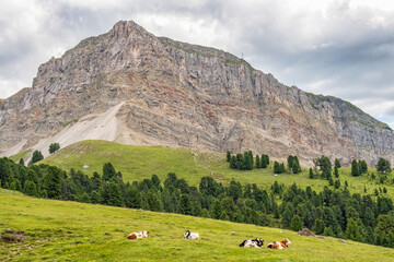 Fototapeta na wymiar Cows on a meadow in a beautiful alp landscape
