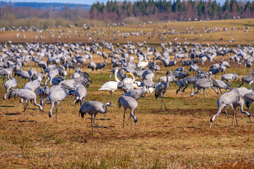 Flock of Cranes on a field in the country at springtime