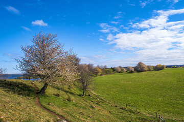Blooming cherry tree with a path on a esker at spring