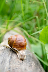 Small snail with antennae crawling on wooden log among green grass