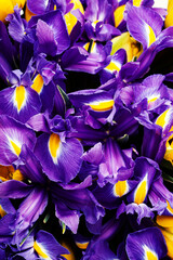 English Irises background