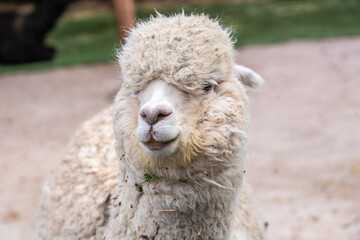 alpaca face on the farm