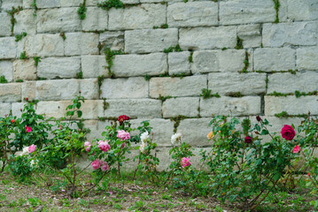 Fototapeta na wymiar Summer blossom of fragrant colorful roses flowers