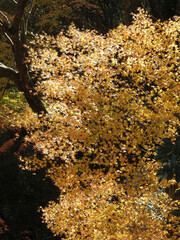 陽の積もる山の一隅