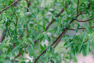 almond tree in the garden