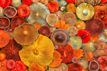 abstract background texture of very, many different mushrooms, inverted multicolored mushroom caps...