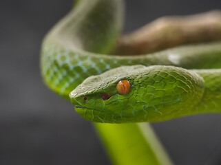 Green Viper