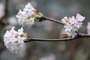 Blühender Zweig des Winterschneeballs (Viburnum botnatiense)