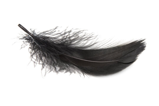 Black feather elegant natural isolated on the white background