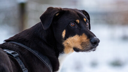 Close-up of a dog in snow