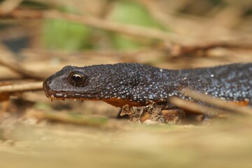 Closeup on a terrestrial blue to black European alpine newt Ichthyosaura alpestris sitting on the ground