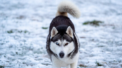 siberian husky dog in snow