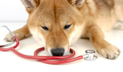 dog and stethoscope, the concept of a veterinary clinic
