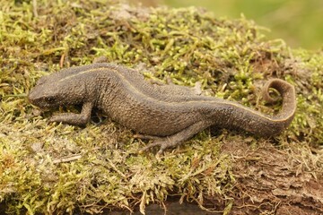Closeup on a terrestrial gravid female Italian crested newt, Trirurus carnifex on dried moss
