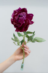 Women hand holding a burgundy peony in bloom with green leaves on white background