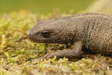 Closeup on a terrestrial gravid female Italian crested newt, Trirurus carnifex on dried moss